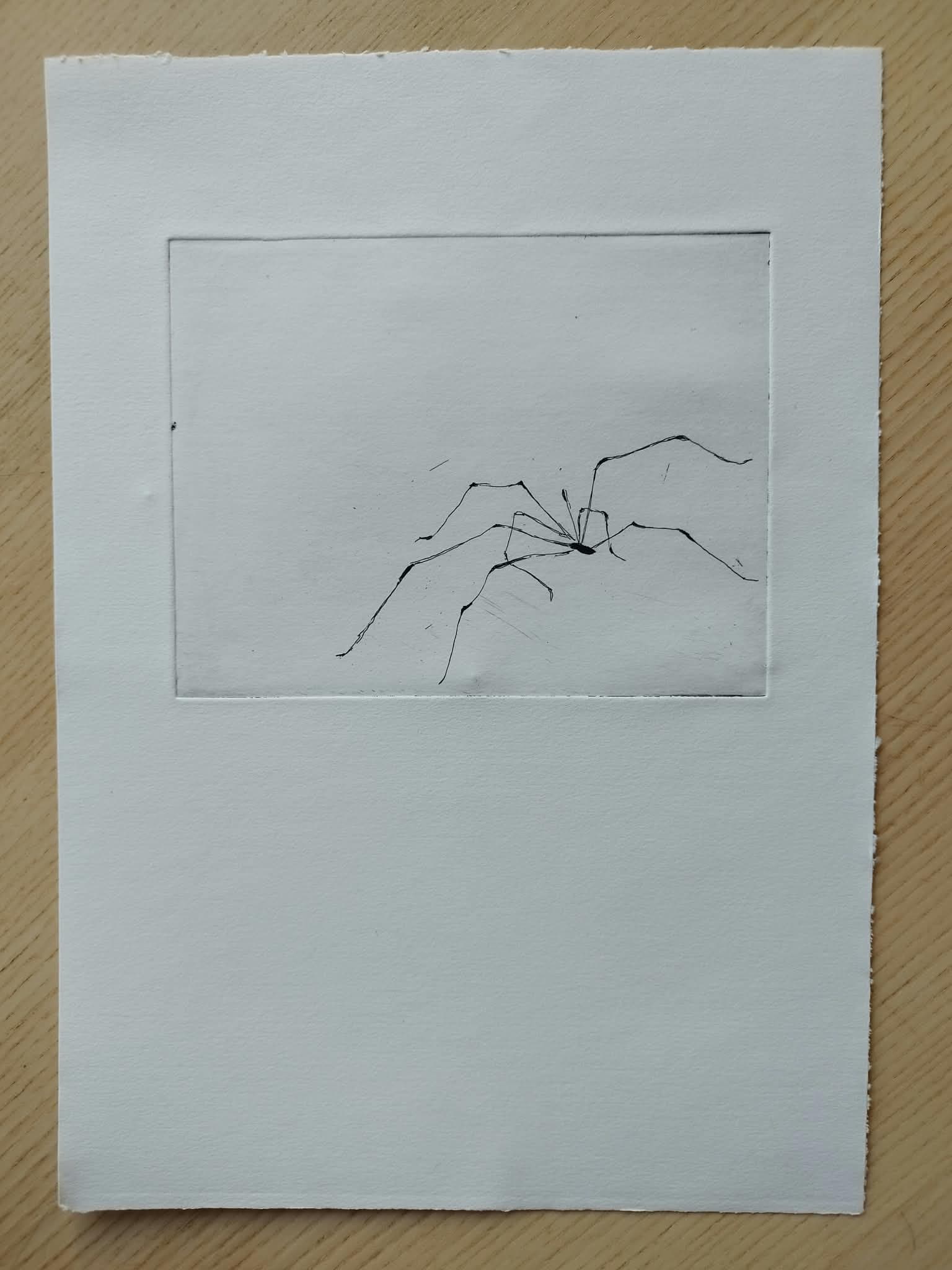 Gravure au trait représentant un faucheux aux très longues pattes